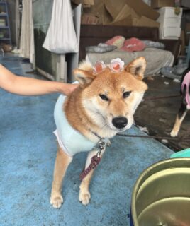 🐾