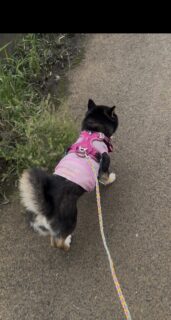 🐾