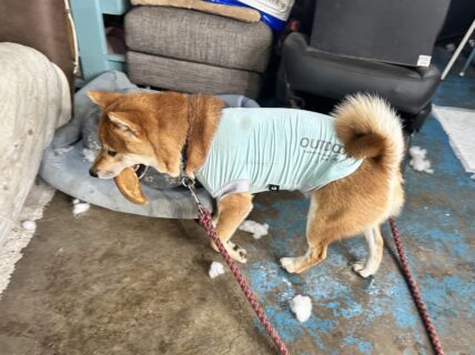 🐾
