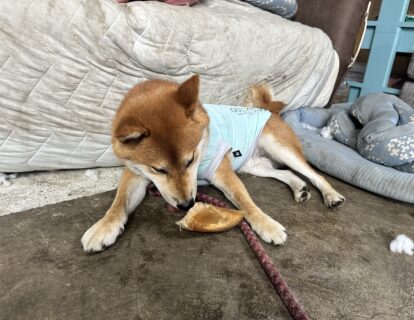 🐾