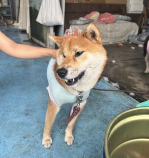 🐾