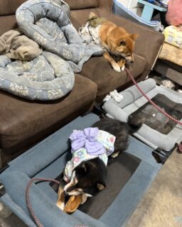 ペットレンタカーⓇとは