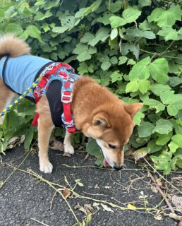 お車のご紹介🚗