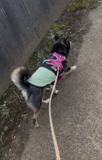 🐾